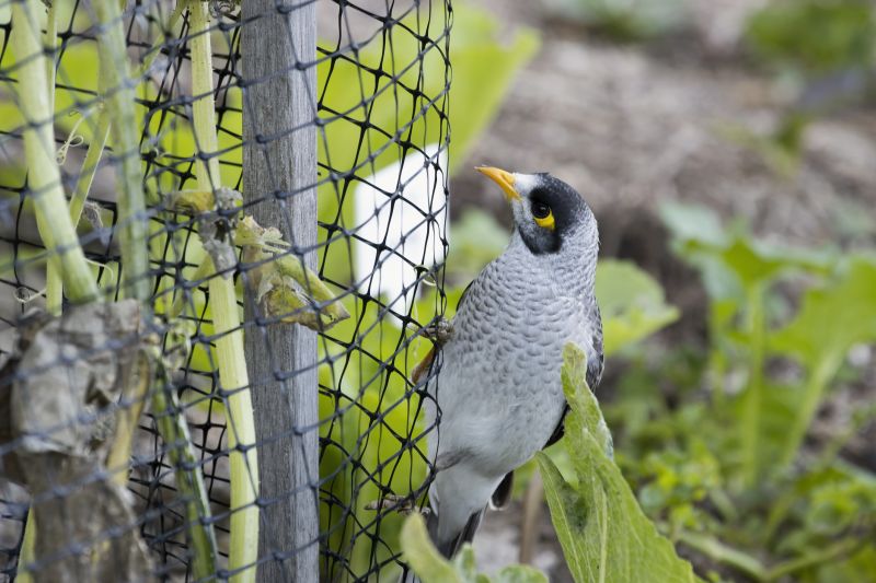 bird removal and control