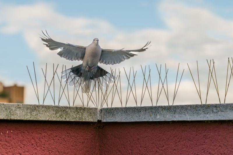 bird removal and control