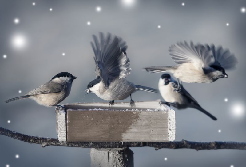 Bird Removal And Control