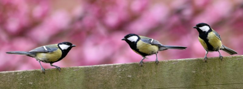Completed Bird Control Installations