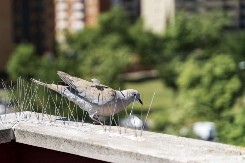 Affordable Bird Removal Costs — Cost of bird removal and control