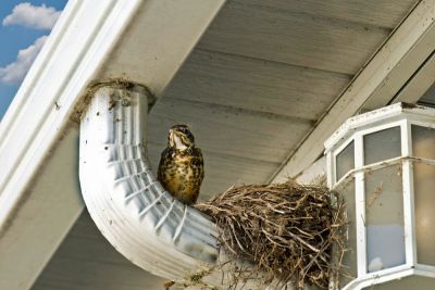 Bird Removal, Bird Removal And Control, North Carolina